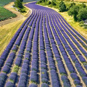 Muurkalender Provence 2025 - Mei